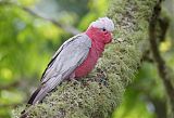 Galah